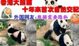 动物配种视频,自然繁衍的精彩瞬间揭秘